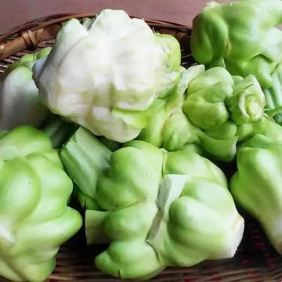 正宗四川大头菜种子榨青