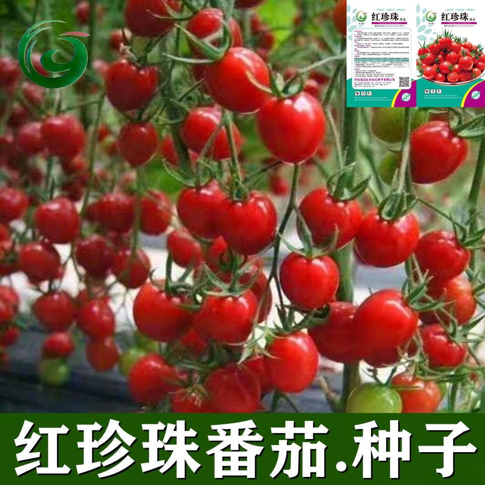 红珍珠番茄种子红圣女西