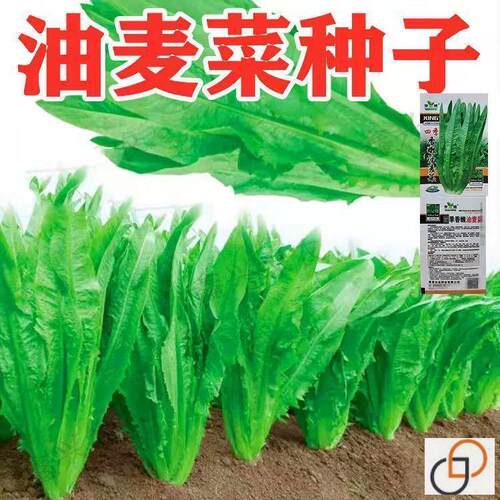 油麦菜种子春秋四季播种