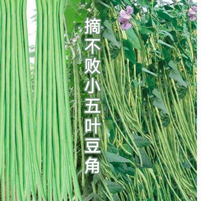 小五叶干枝梅特长豆角种