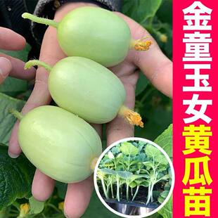 迷你金童玉女玉女黄瓜瓜苗秧苗四季阳台盆栽金童水果黄爪胡刺瓜青