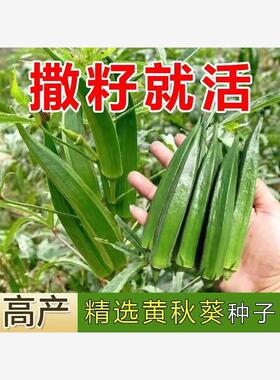 不易老水果秋葵种子可以生吃 而且好种的不易老的 水果黄色秋葵籽
