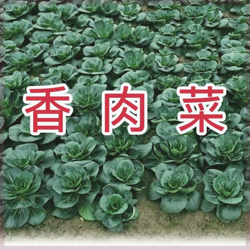 新品种北京香肉菜原装35天可采收耐寒耐热春秋四季农家青菜蔬菜