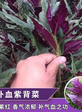天然补血紫背菜种子天葵血皮菜种籽四季盆栽阳台红凤菜观音菜种孑