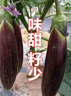 竹丝茄种子肉质嫩花茄种子四季高产抗病浅绿色早中熟茄子种子籽