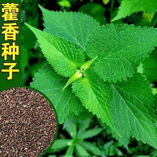 新鲜藿香种子食用藿香盆栽原土霍香苗五香叶鱼香种子阳台庭院蔬菜