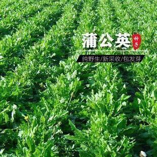 野生蒲公英种子籽野菜婆婆丁可食用优质四季多年生蒲公英种子