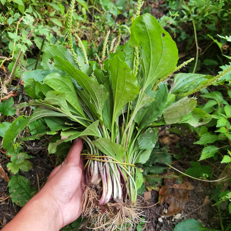 秦岭现挖非人工车前草新鲜酸茶蛤蟆叶车轮草5斤包邮整颗干货无硫