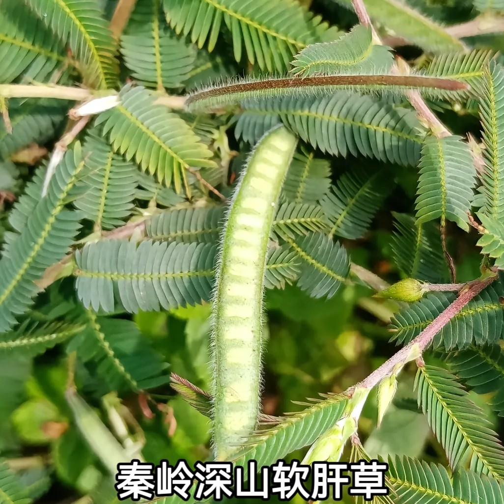 秦岭深山软肝草中药材新货铁甲益肝草500g包邮炖猪肝泡水喝可打粉
