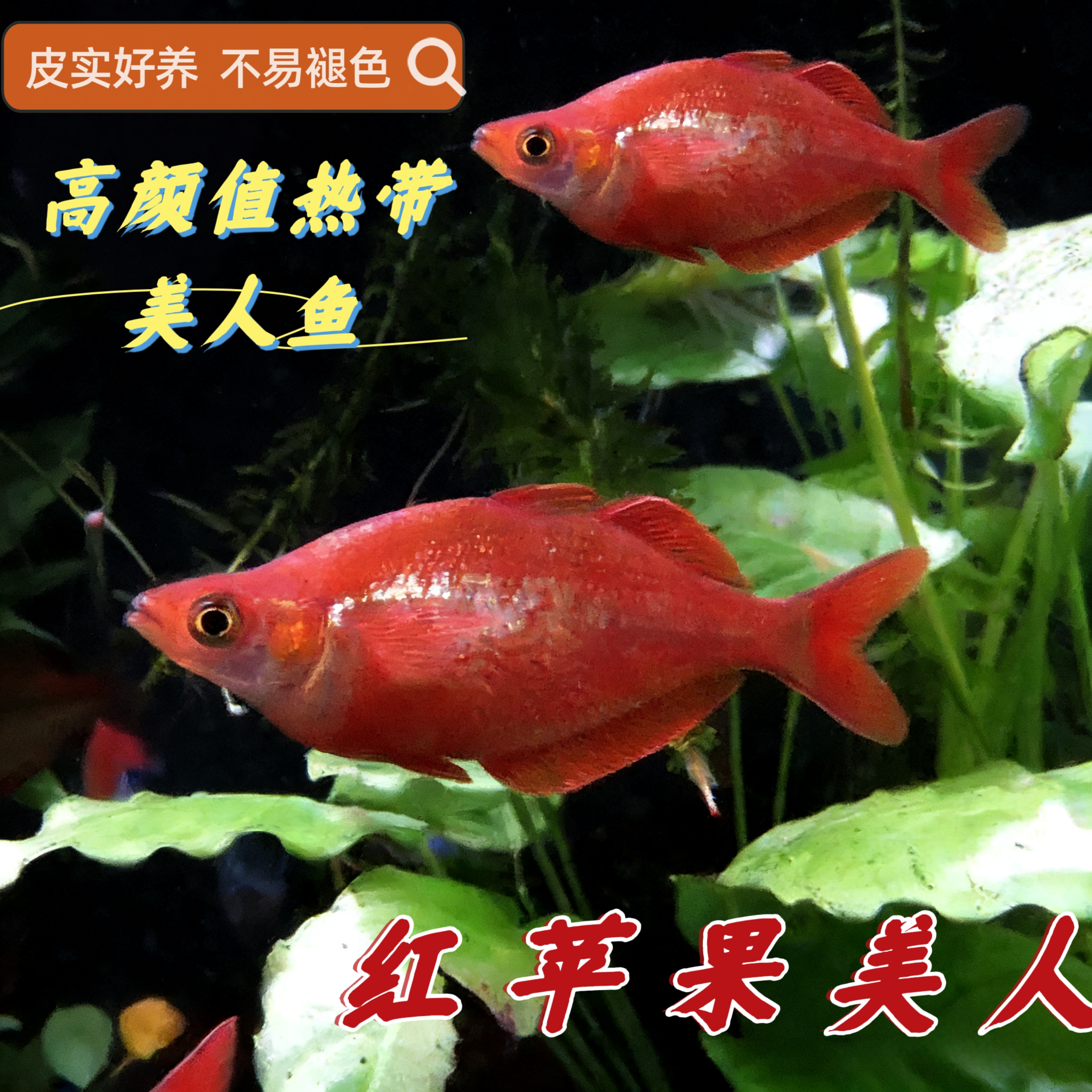 红苹果美人红尾美人热带淡水鱼美人鱼草缸群游热带观赏鱼活体推荐
