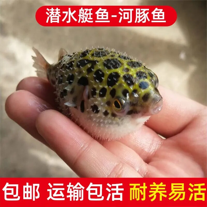 热带观赏鱼潜水艇巧克力娃娃河豚淡水鱼汽泡