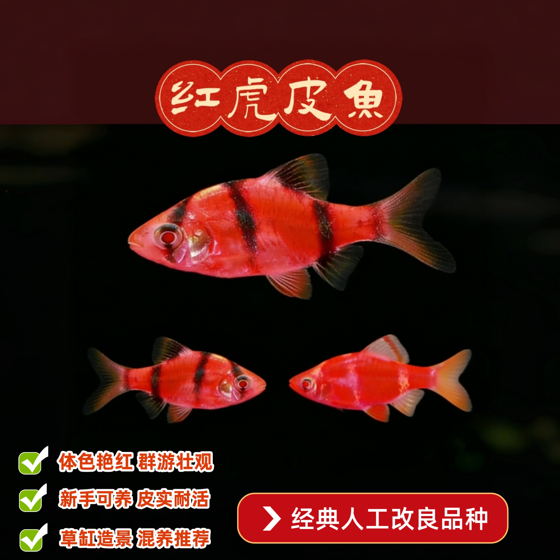 红虎皮鱼小型热带鱼红纹荧光红四间鱼虎皮鱼观赏鱼招财群游好养型