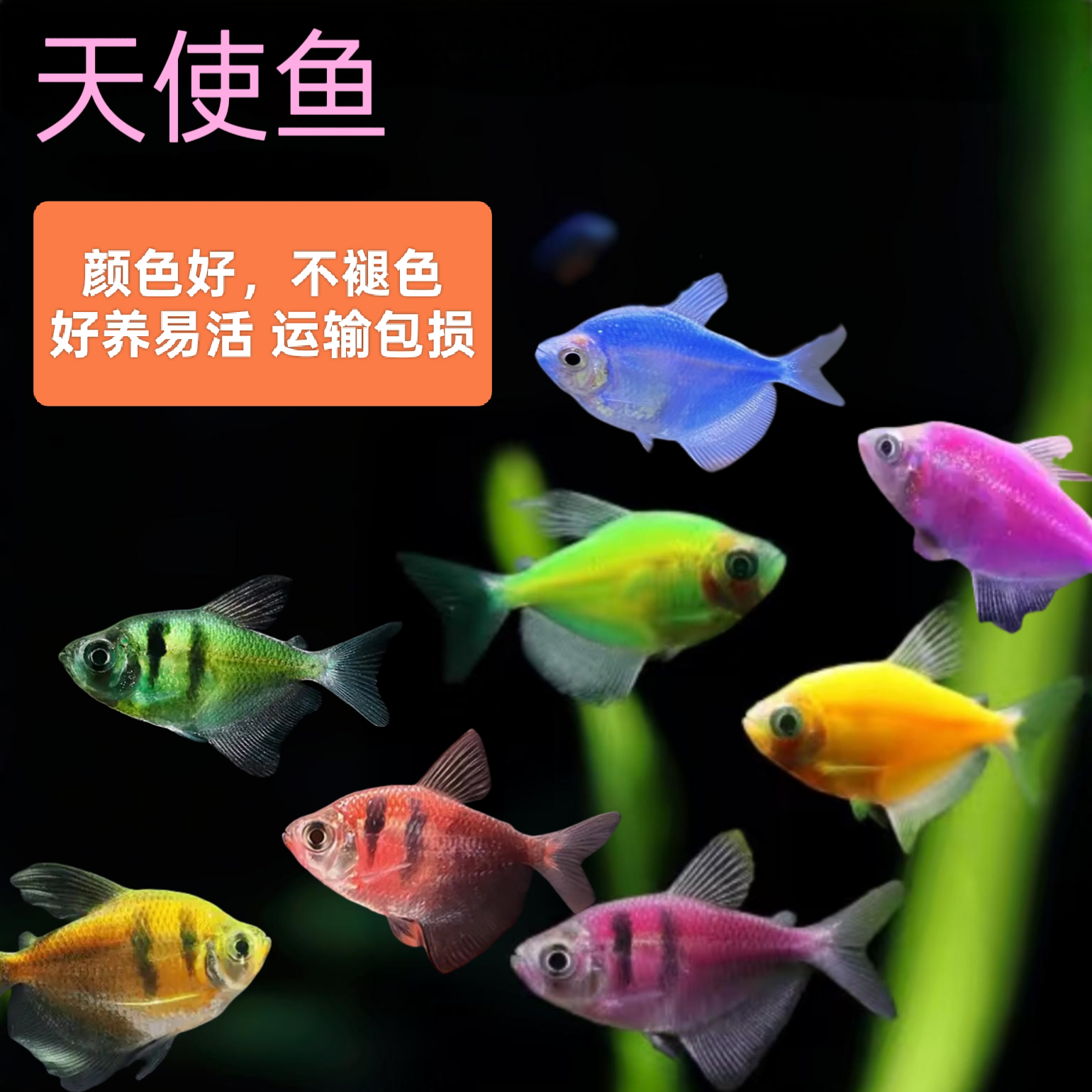 七彩天使鱼活体青苹果荧光彩群热带小型观赏鱼大号好养耐活红紫绿