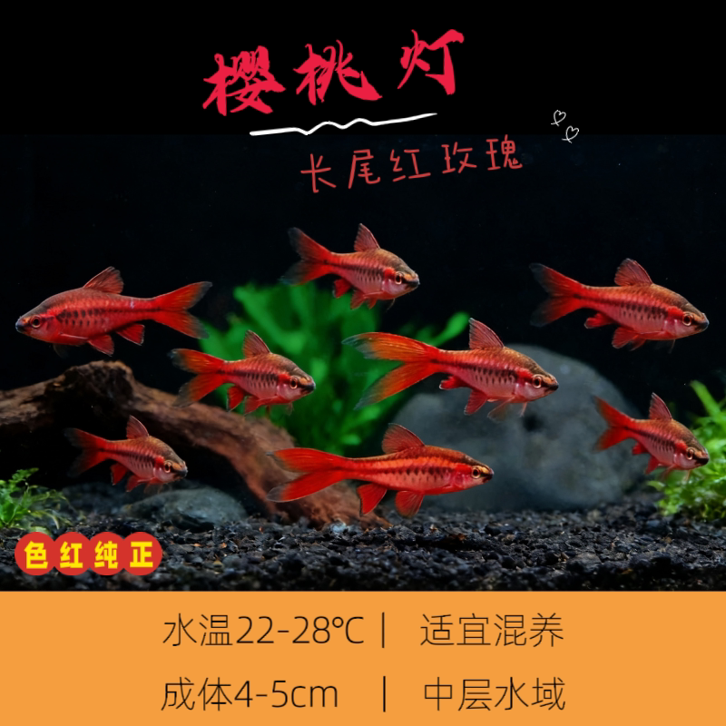长尾樱桃灯红玫瑰鱼短尾樱桃小型鱼热带鱼观赏鱼淡水好养活体