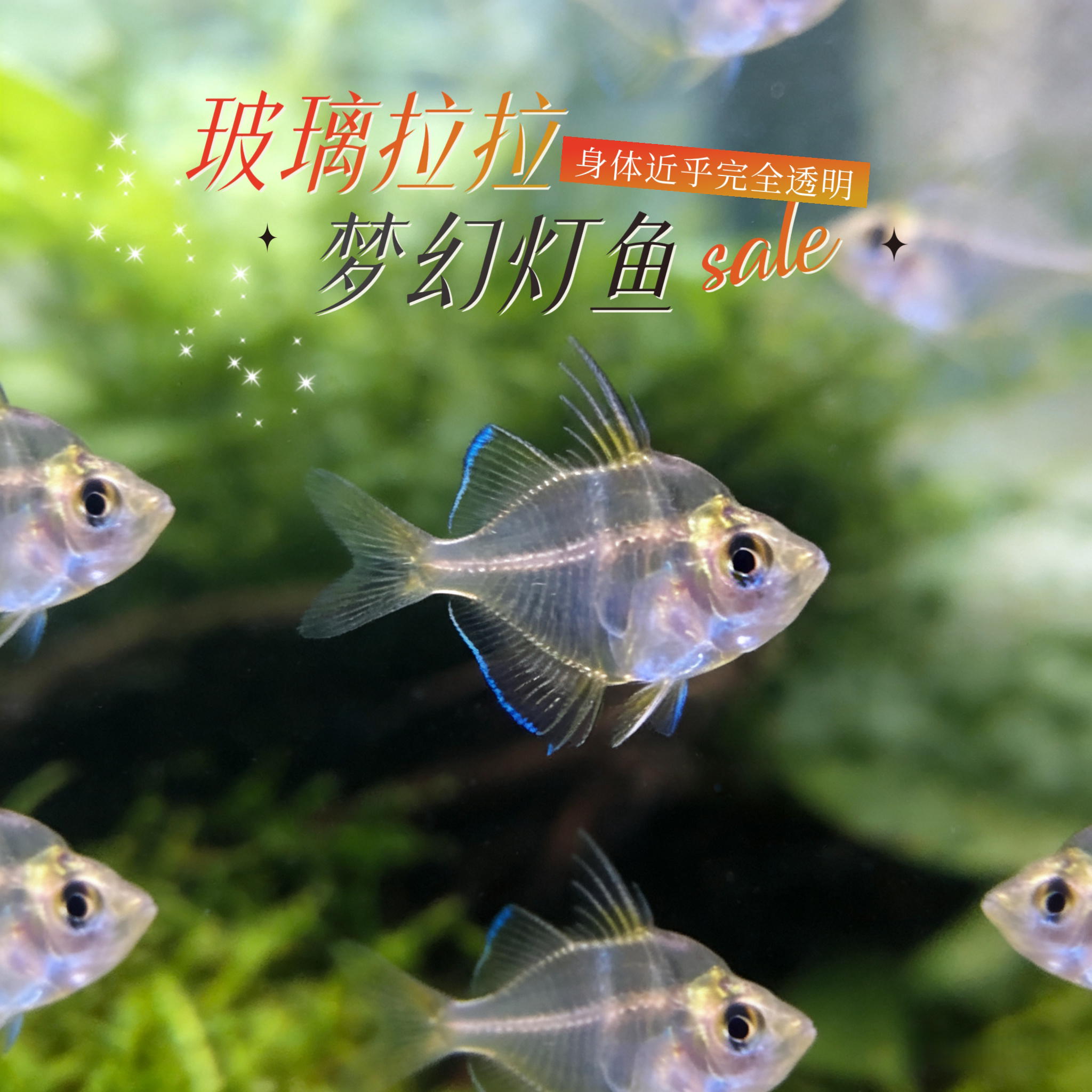 玻璃拉拉鱼玻璃猫鱼热带鱼观赏鱼透明的鱼红肚皮水晶群游草缸混养