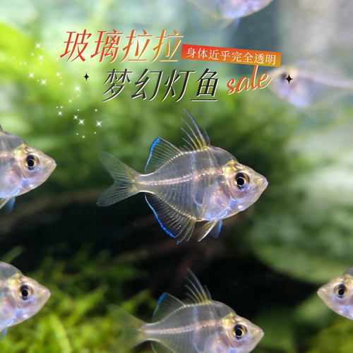 玻璃拉拉鱼玻璃猫鱼热带鱼观赏鱼透明的鱼红肚皮水晶群游草缸混养