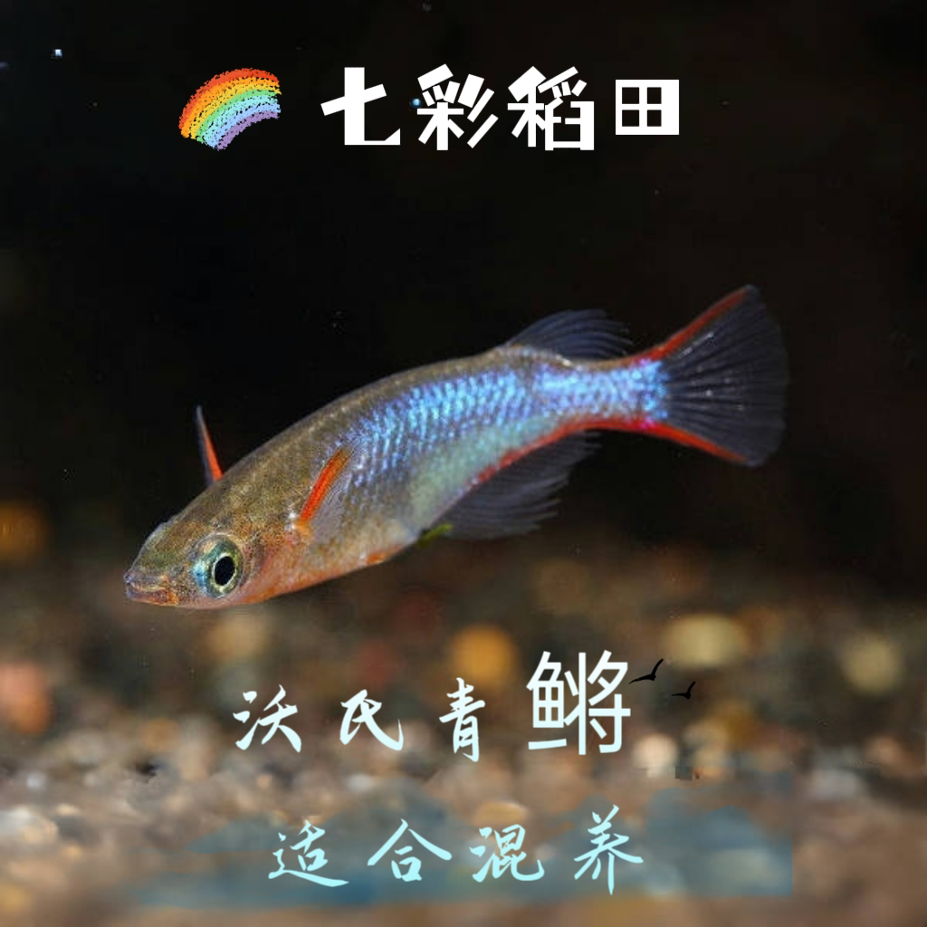 七彩稻田灯科鱼观背霓虹稻田鱼小型热带鱼淡水鱼观赏鱼梦幻鳉科鱼