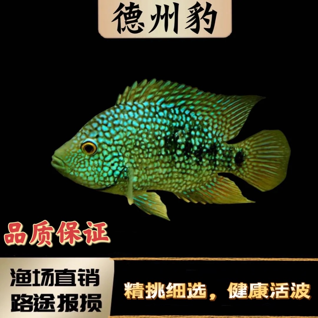 德州豹鱼绿巨人德萨斯豹慈鲷热带鱼大型鱼凶猛鹦鹉地图混养观赏鱼