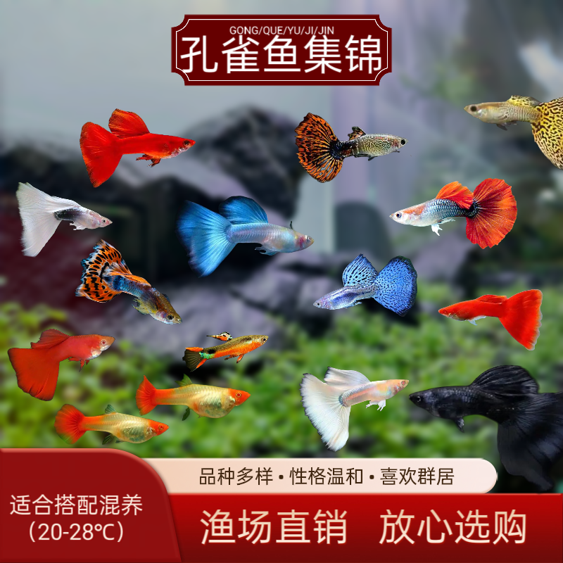 孔雀鱼精品天空蓝观赏鱼斑马鱼淡水小型胎生鱼凤尾孕母热带鱼好养