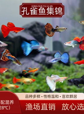 孔雀鱼精品天空蓝观赏鱼斑马鱼淡水小型胎生鱼凤尾孕母热带鱼好养