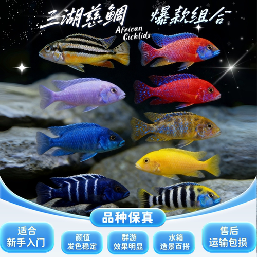 三湖慈鲷活体热带观赏鱼小型淡水南美鱼闯缸马雕非洲王子好养耐活