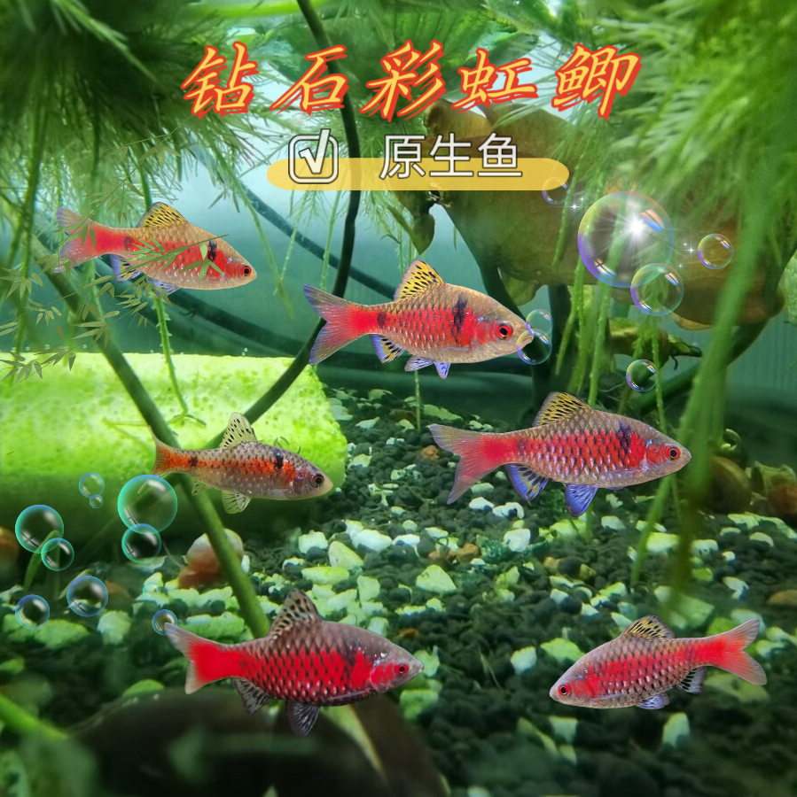 钻石彩虹鲫进口鲤科冷水耐寒耐养热带鱼原生鱼小型活体群游观赏鱼