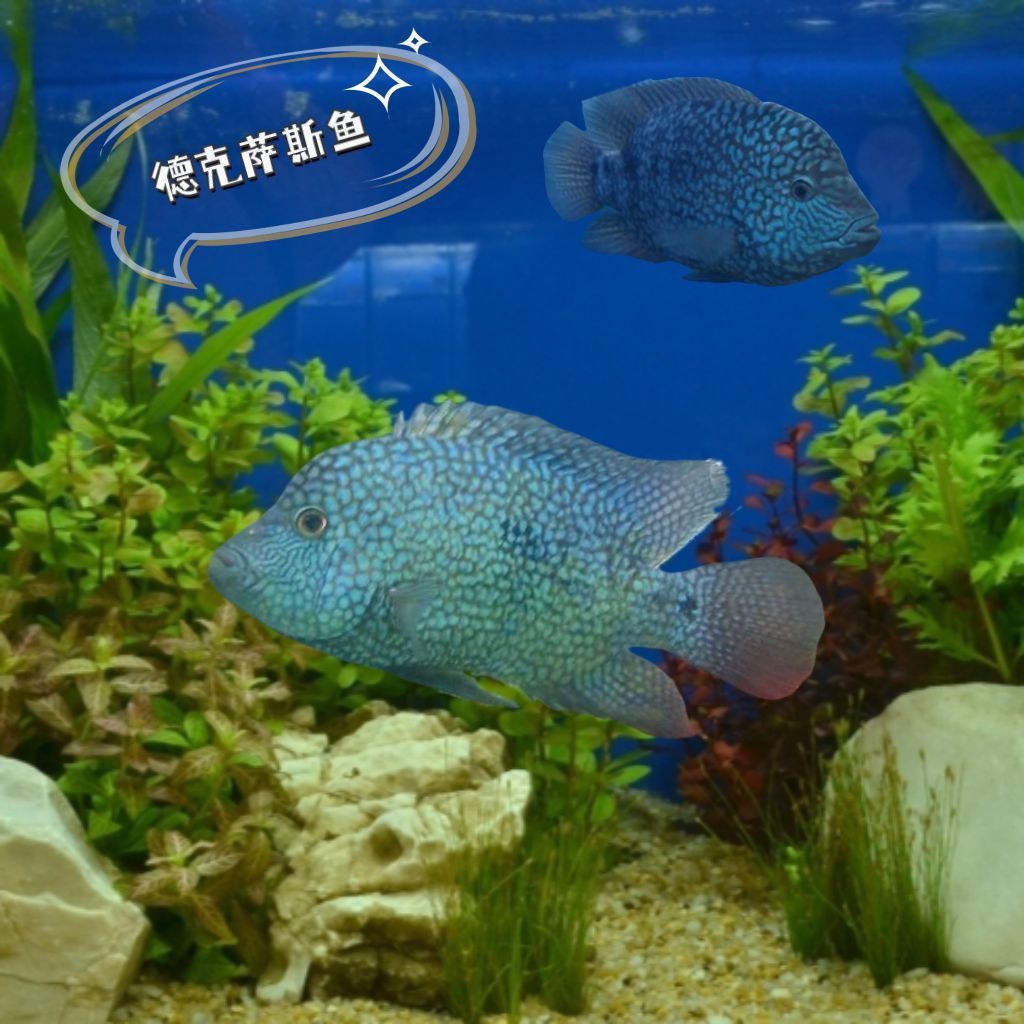大型鱼德萨斯豹鱼绿巨人鱼德州豹凶猛热带观赏鱼水族箱鱼缸造景鱼