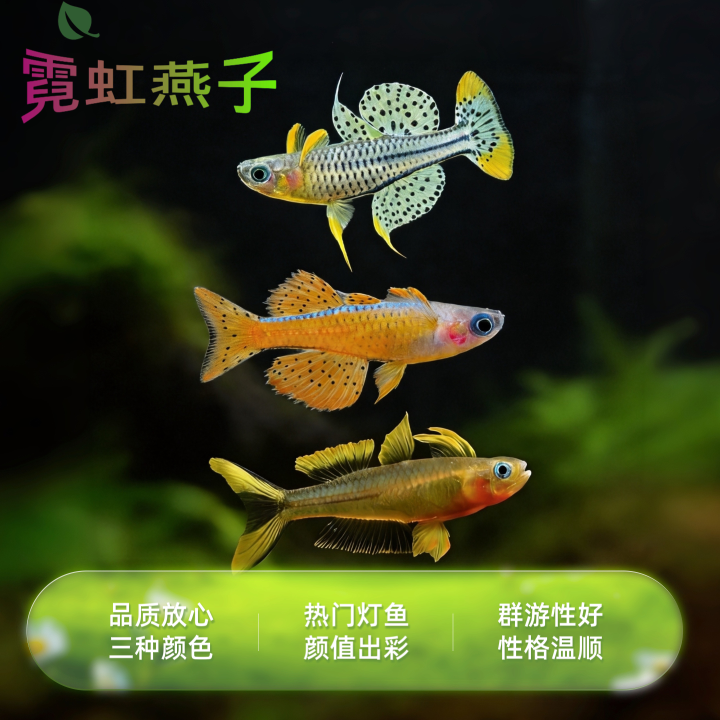 霓虹橘红珍珠燕子鱼小型鱼灯科鱼热带鱼淡水活体观赏鱼草缸群游鱼