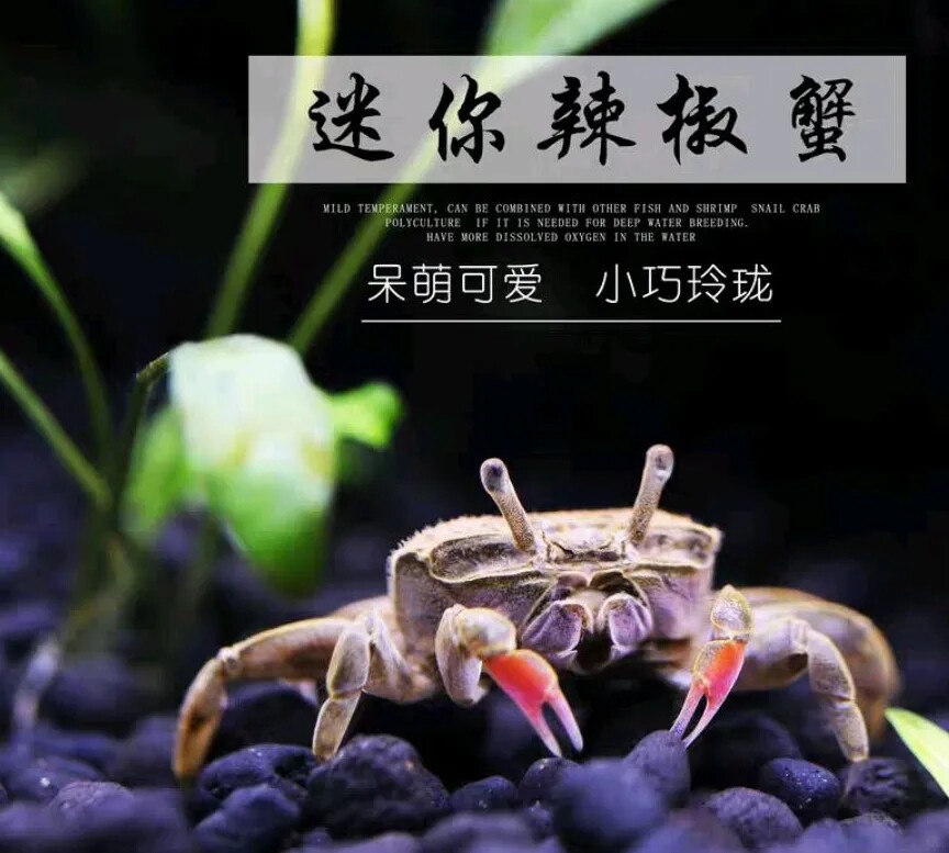 迷你辣椒蟹观赏迷你蟹红螯相守蟹宠物螃蟹观赏蟹活体宠物吃虫除藻
