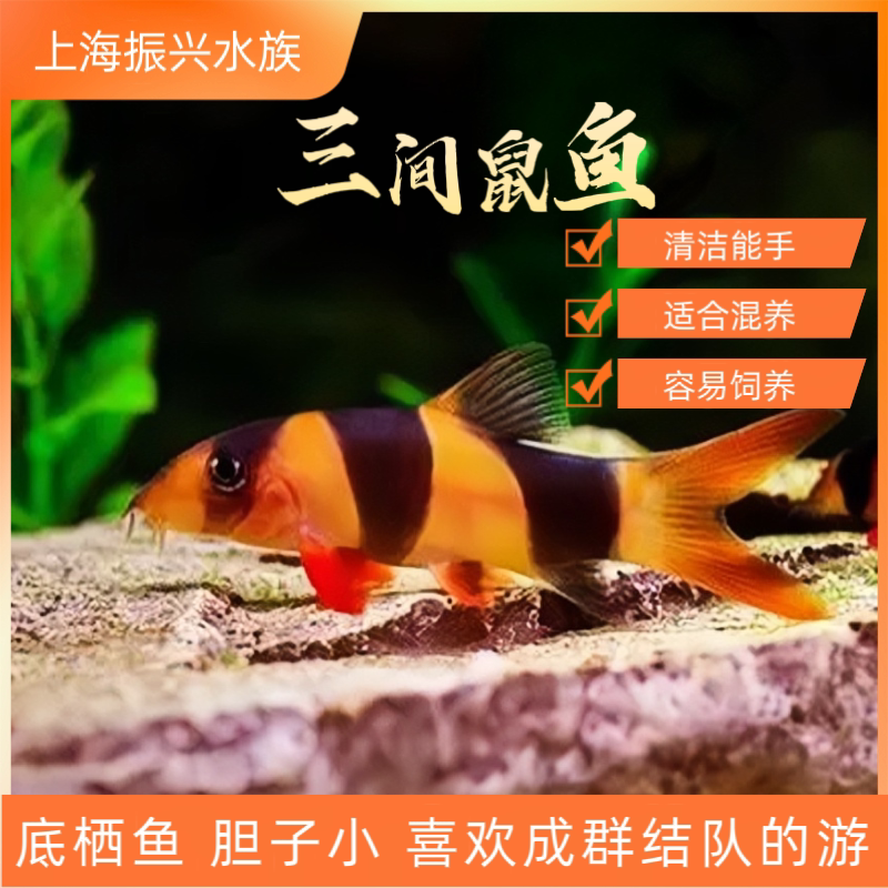 三间鼠鱼热带淡水观赏鱼小丑鱼工具鱼活体宠物底层鱼清理残渣包活
