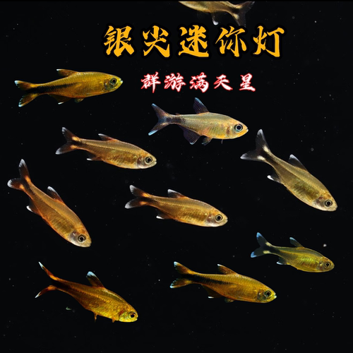 迷你灯鱼满天星银尖灯鱼热带观赏鱼草缸群游鱼淡水小型鱼灯科鱼