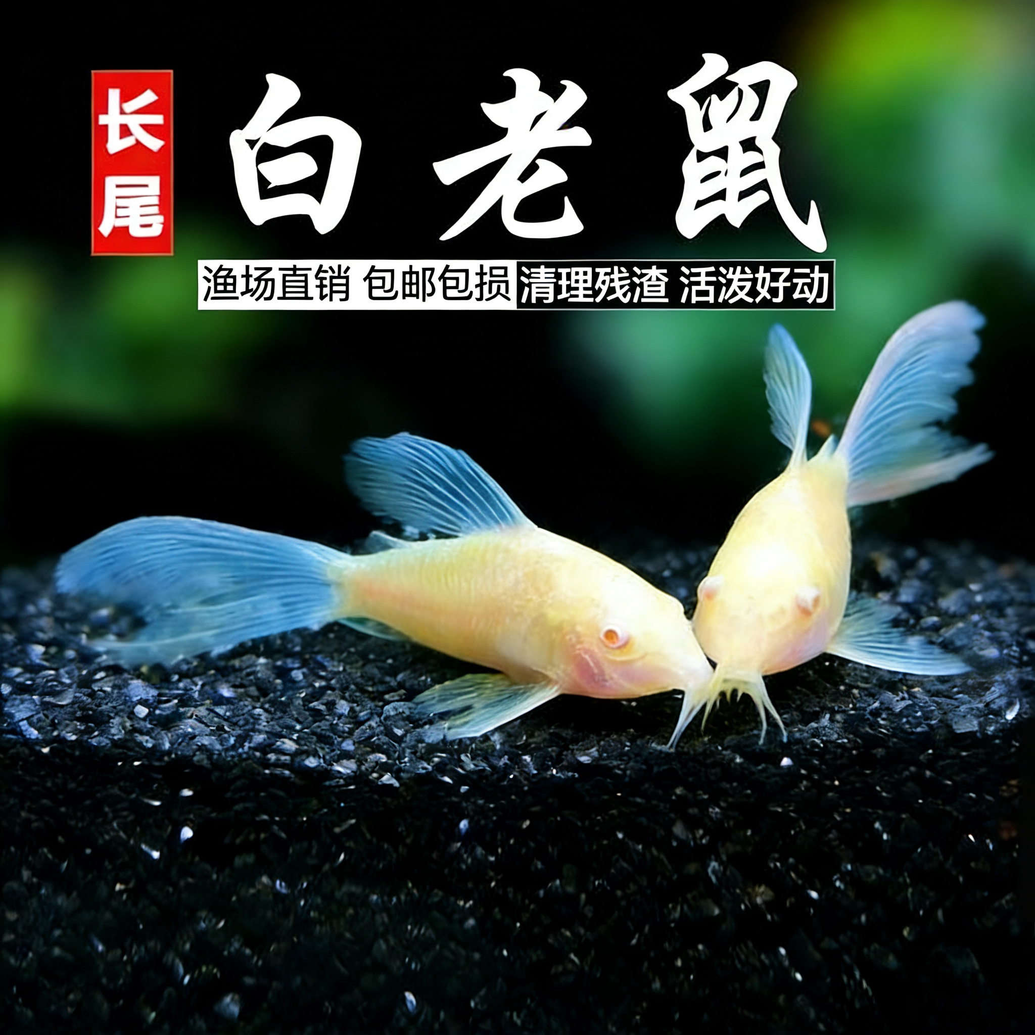 长尾白鼠鱼老鼠鱼清洁缸除藻吃便便垃圾粪便鱼热带观赏鱼