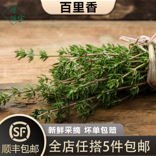 新鲜百里香250g香草西餐用