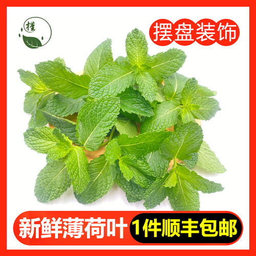 新鲜薄荷叶槿馐莫吉托调酒