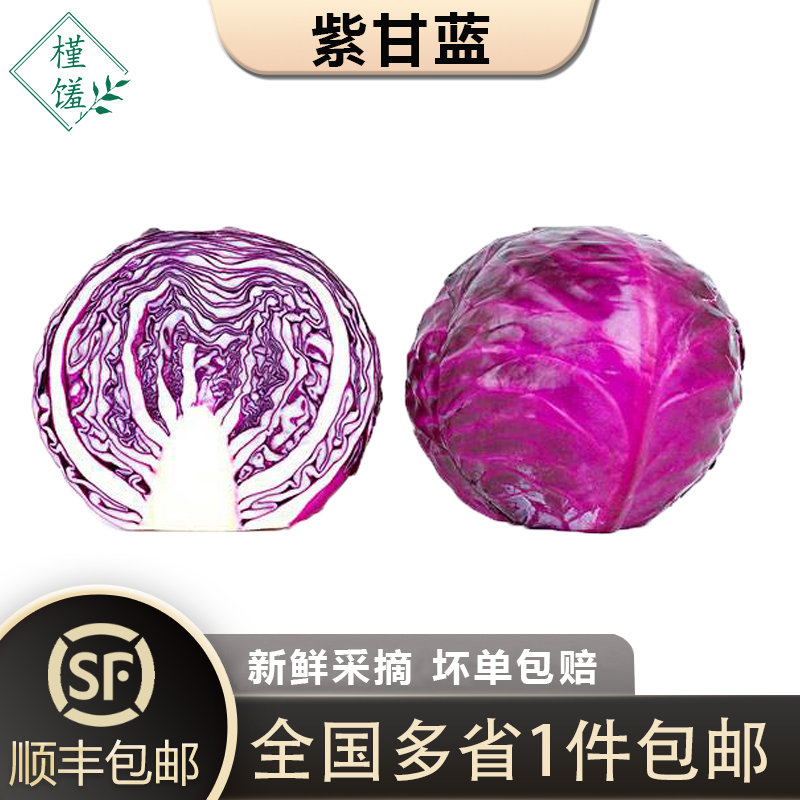 紫甘蓝3斤5斤10斤紫包菜