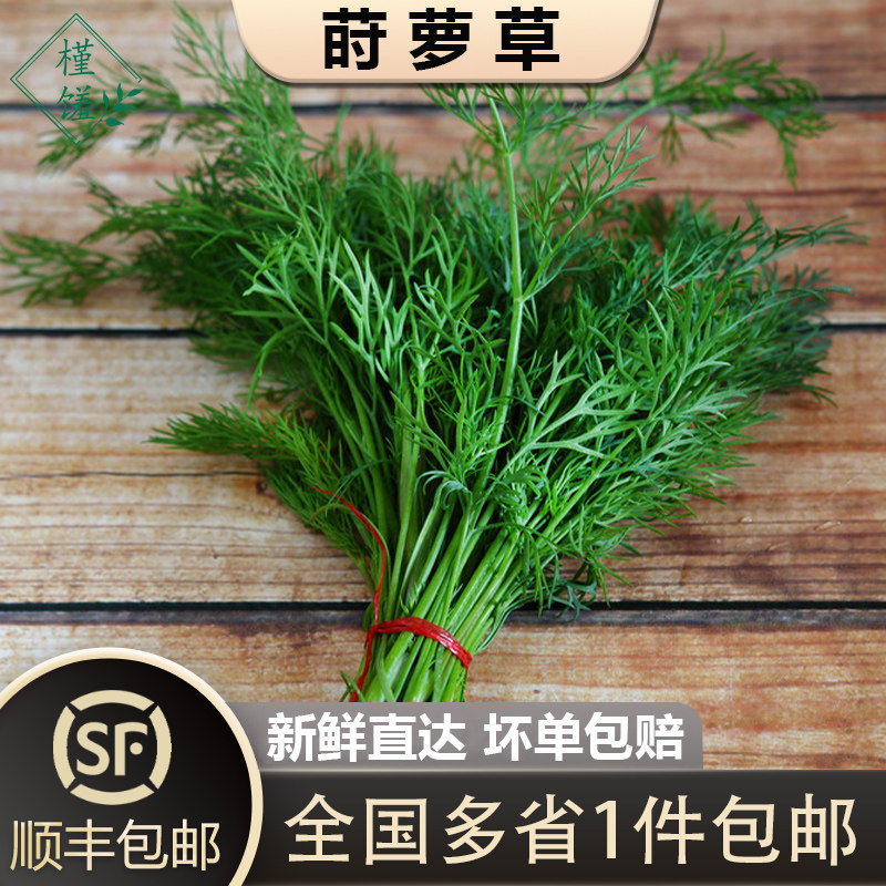 槿馐】莳萝草1500g 新鲜食用泰国式香料菜刁草土茴香酒店摆盘装饰