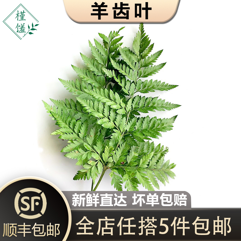 槿sung新鲜高山羊齿叶10支