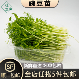 新鲜芽苗蔬菜 豌豆苗500g 碗豆尖 水培璇蔓豆苗 包邮 顺丰 槿馐