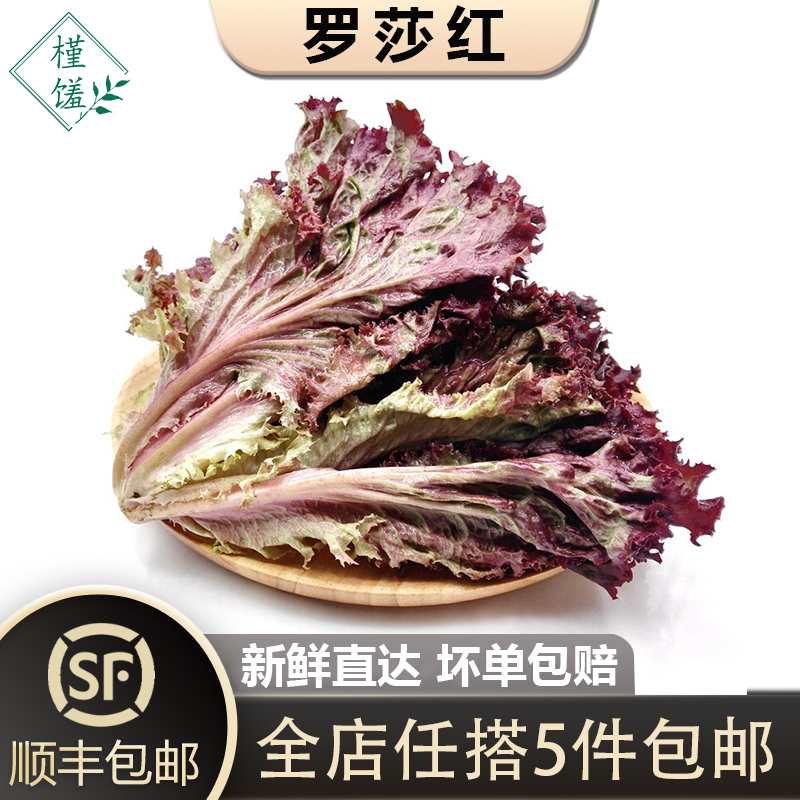 槿馐罗莎红红叶生菜沙拉食材