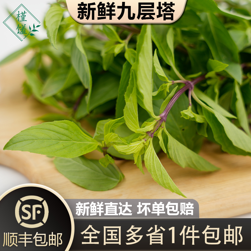 九层塔1500g新鲜金不换香草三杯