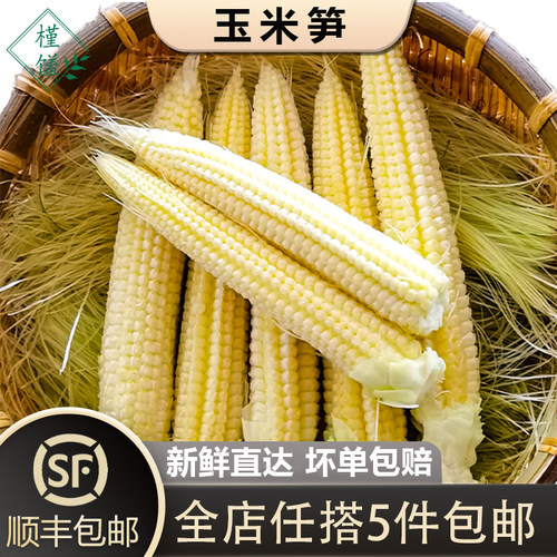 新鲜甜玉米笋250g迷你玉米棒
