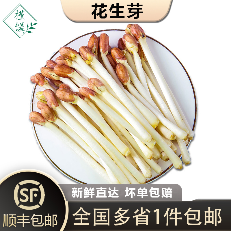 【槿馐】新鲜花生芽500g/盒食用花生苗新鲜蔬菜芽苗长寿芽烫火锅