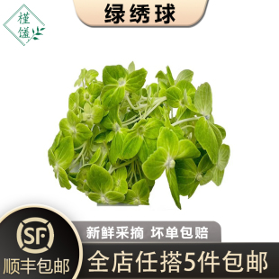 包邮 新鲜绿绣球花瓣1盒 全国多省5件 饰 餐厅日料西餐摆盘鲜花装