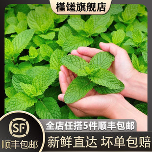 薄荷尖薄荷心莫吉托调酒甜点装 盒 新鲜薄荷头50朵 饰 槿馐