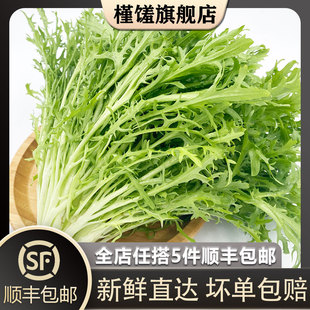 新鲜苦叶生菜蔬菜苦菊沙拉食材狗牙菜苦苣 苦细叶500g 槿馐