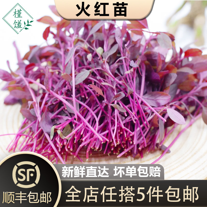 【槿馐】火红苗1盒 新鲜安曼红斯卡纳苗可食用芽苗菜摆盘装饰,水产肉类/新鲜蔬果/熟食,叶菜类,淘宝优惠券,粉丝福利购,淘宝优惠卷