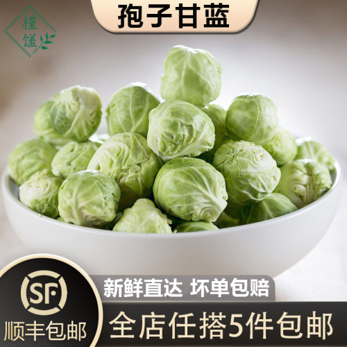 孢子甘蓝卷芯甘蓝槿馐