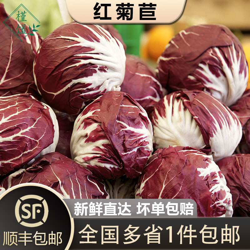 槿sung红菊苣500g沙拉食材