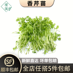 槿馐 可食用芽苗菜西餐摆盘装 香芹苗1盒 三叶香 饰 芹菜苗