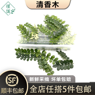 约40片日料西餐酒店摆盘装 新鲜清香木胡椒木香叶子1盒 饰 槿馐